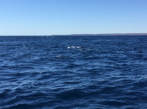 Cohesion and participation in nature - pod of spinner dolphins at Ningaloo