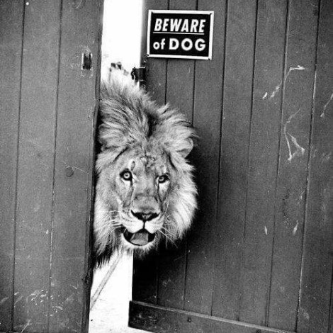 Beware of Dog