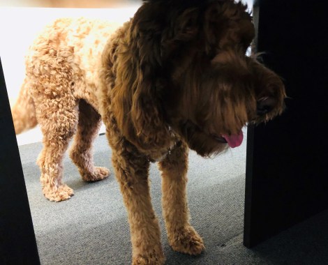 ollie hiding under desk